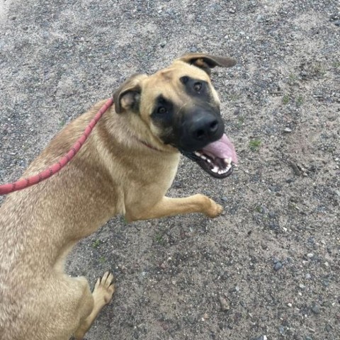 Lucy, an adoptable Mastiff, Shepherd in Park Falls, WI, 54552 | Photo Image 2