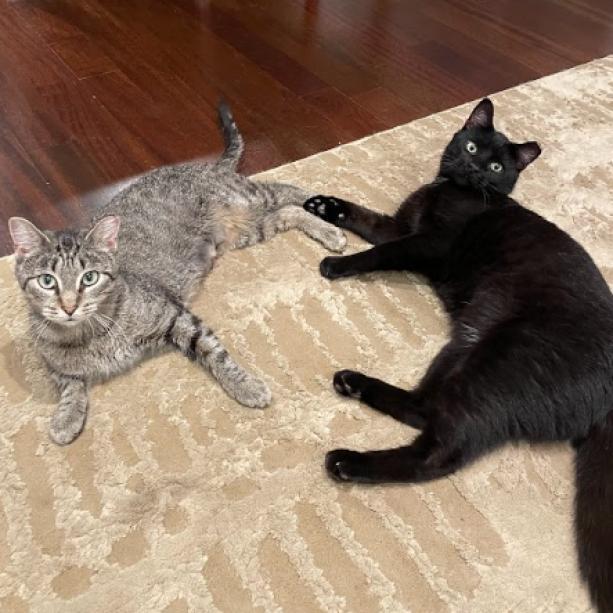 Millicent & Major - We're a bonded pair!