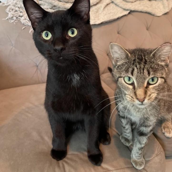 Millicent & Major - We're a bonded pair!