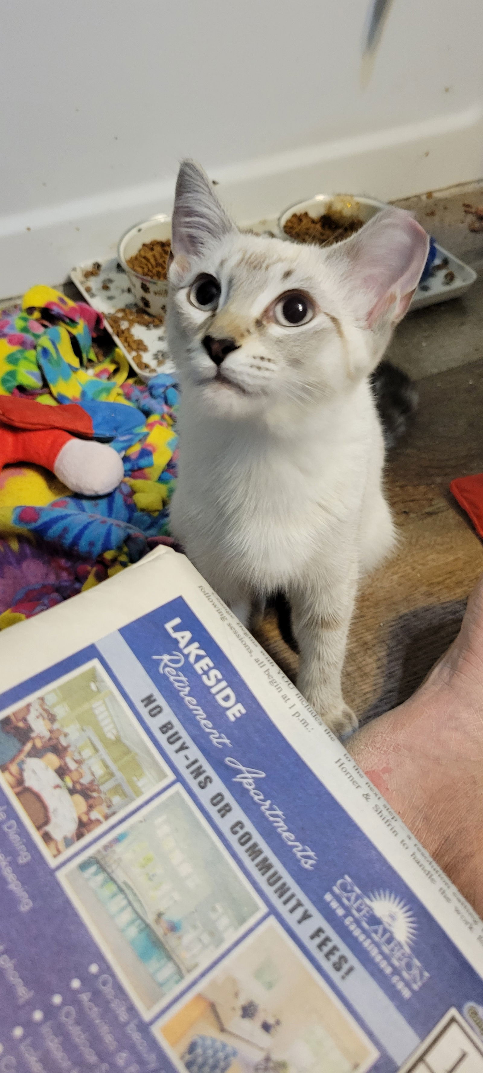Lucy, an adoptable Tabby in Eureka, MO, 63025 | Photo Image 3