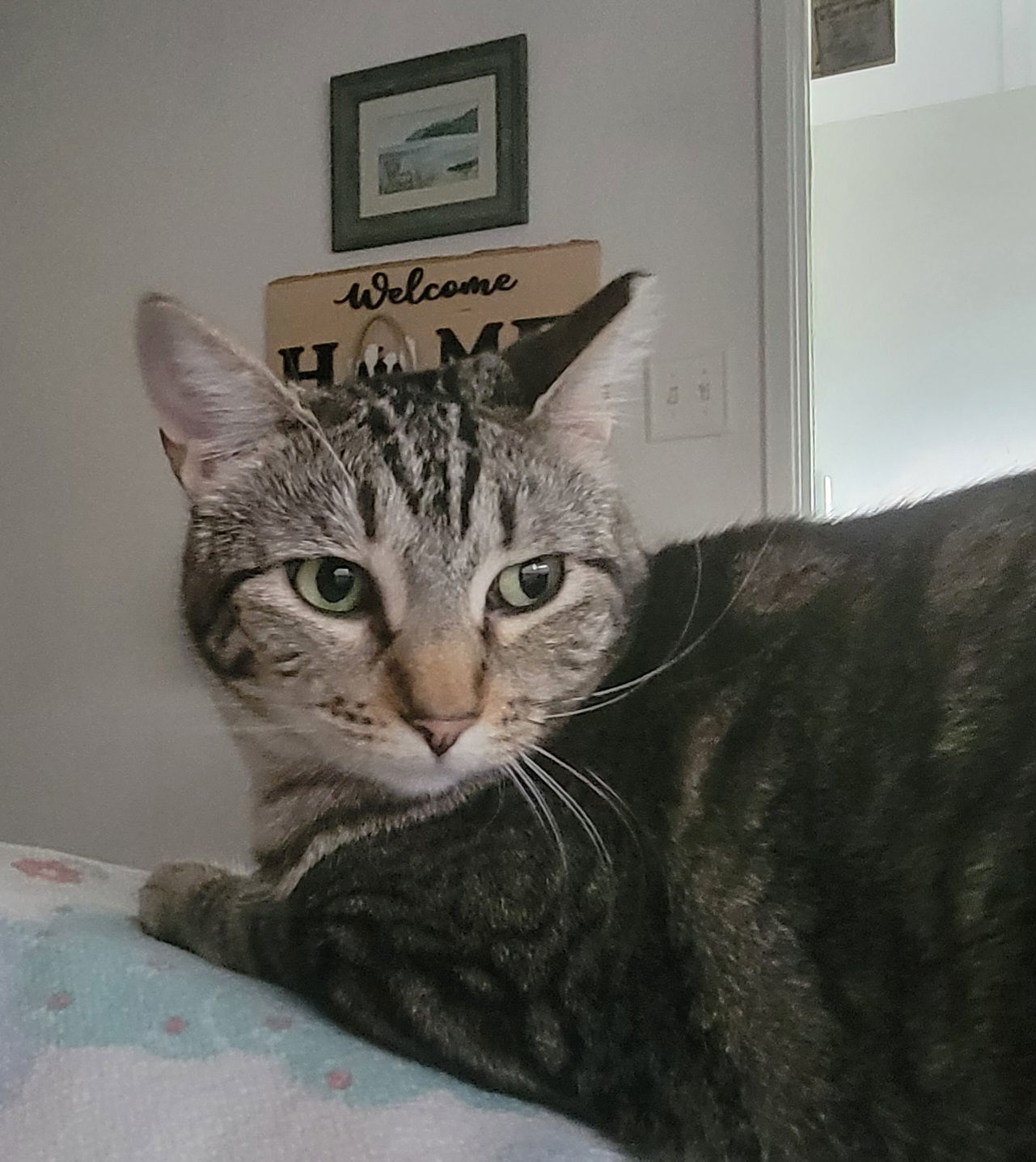 Boopsy, an adoptable Tabby in Eureka, MO, 63025 | Photo Image 1
