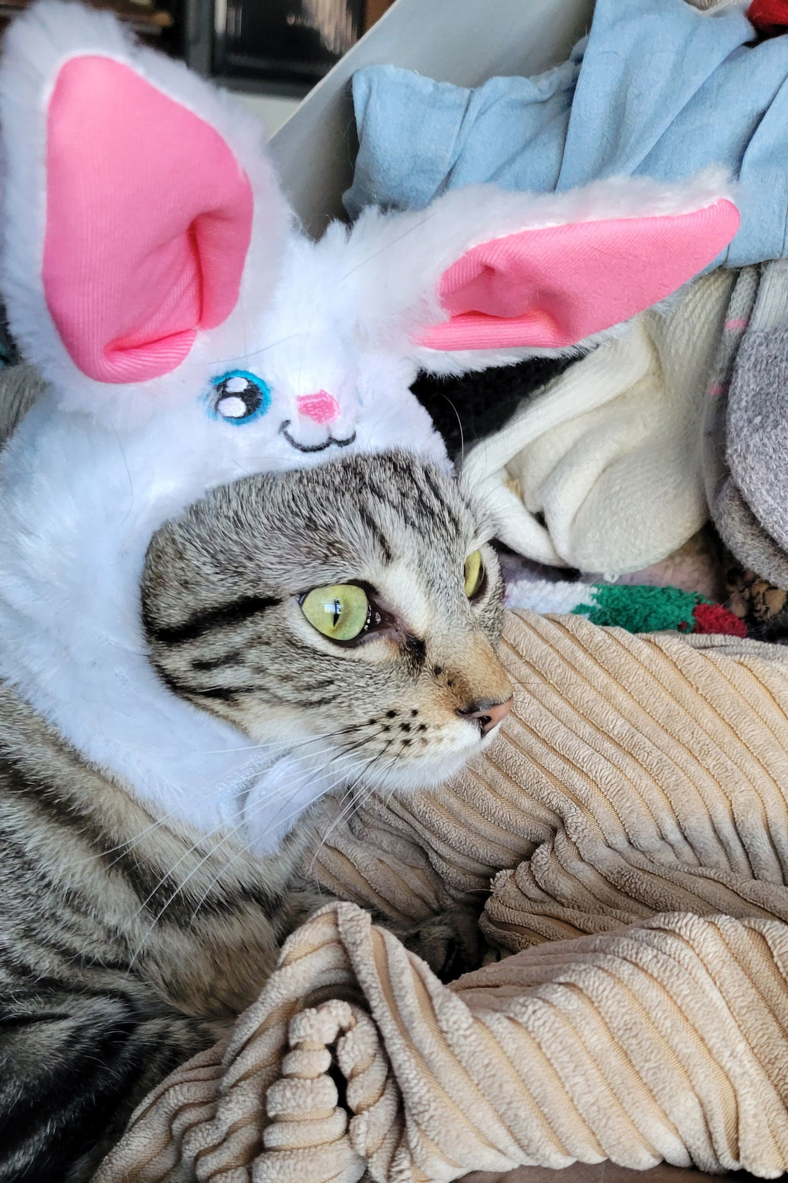Boopsy, an adoptable Tabby in Eureka, MO, 63025 | Photo Image 2