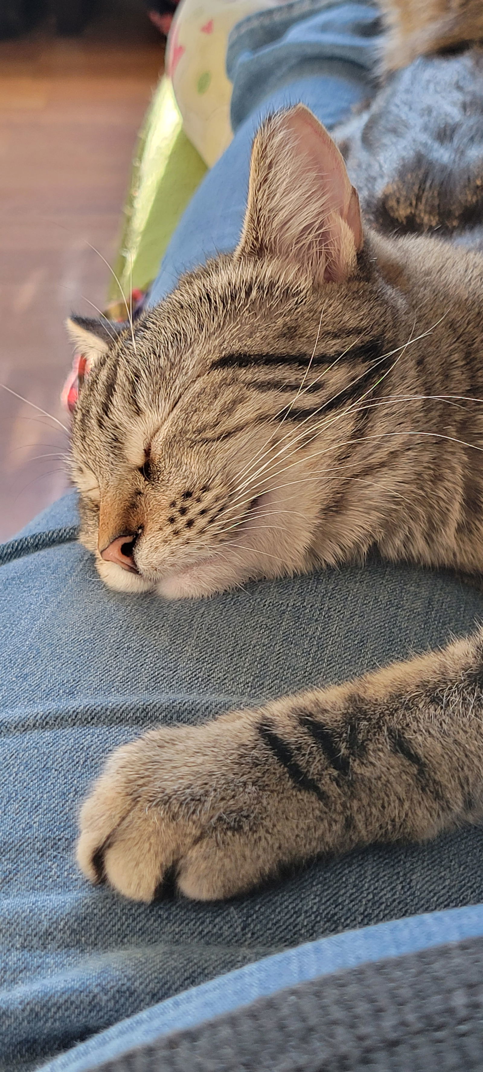 Boopsy, an adoptable Tabby in Eureka, MO, 63025 | Photo Image 3