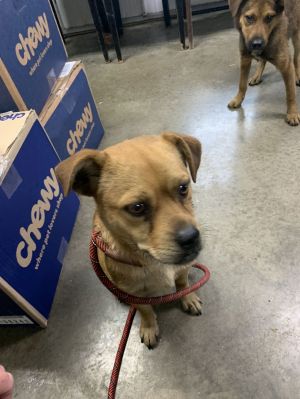 pumpkin, Young Female Mixed Breed