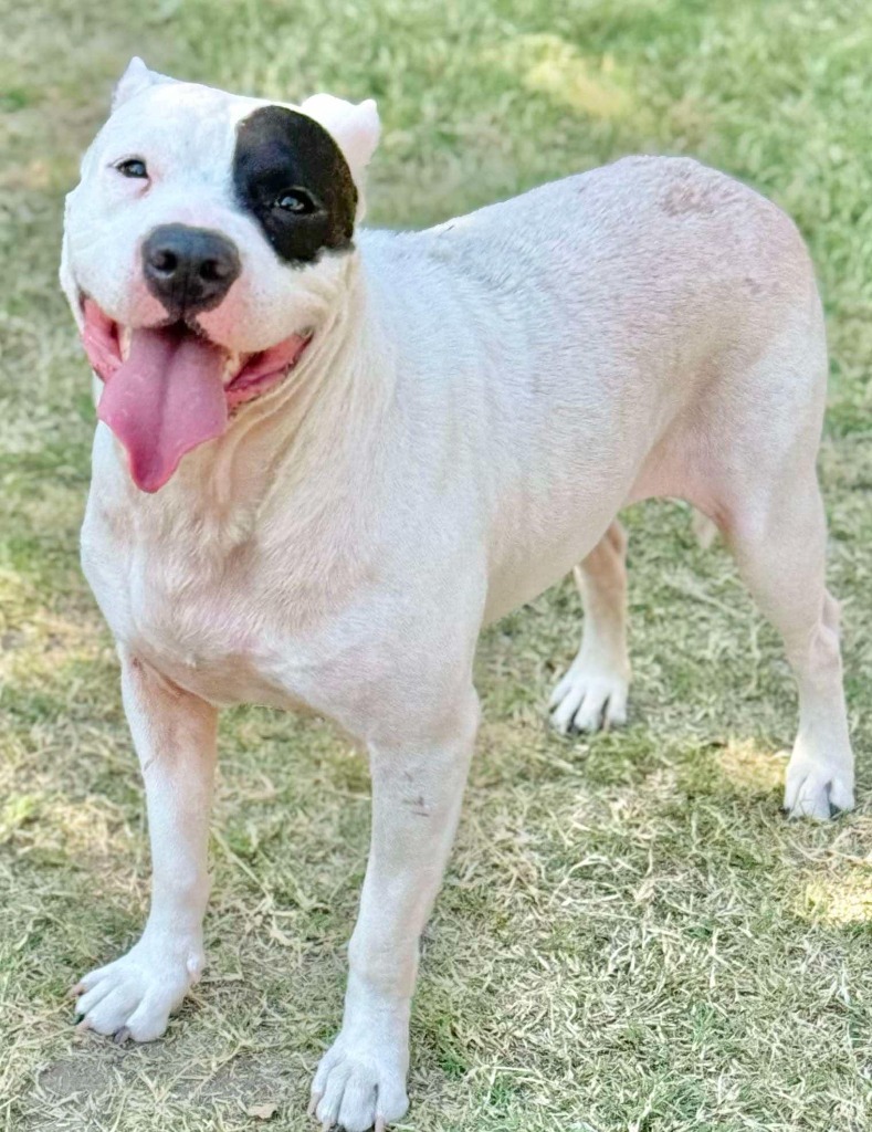 Pepper, an adoptable Pit Bull Terrier in Great Bend, KS, 67530 | Photo Image 1