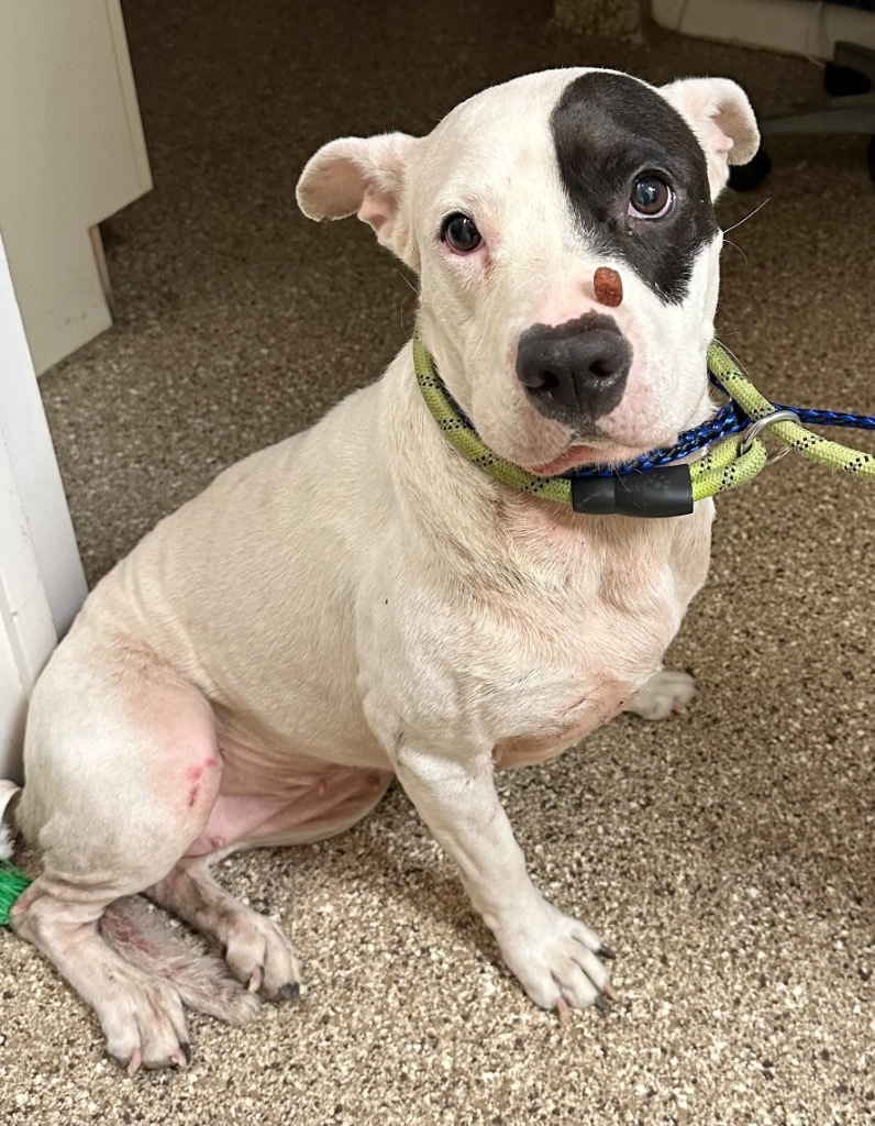 Pepper, an adoptable Pit Bull Terrier in Great Bend, KS, 67530 | Photo Image 2