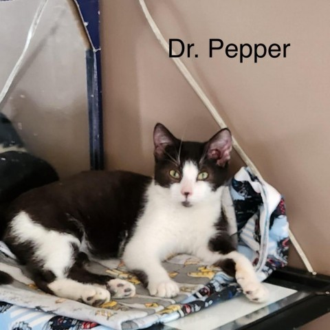 Dr. Pepper