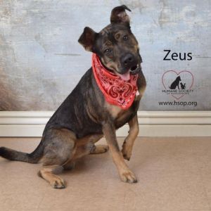 Zeus