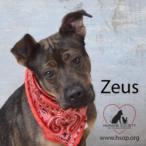 Zeus 2