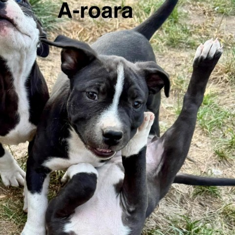 A-Roara 2