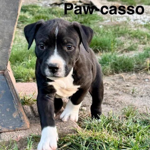 Paw-casso