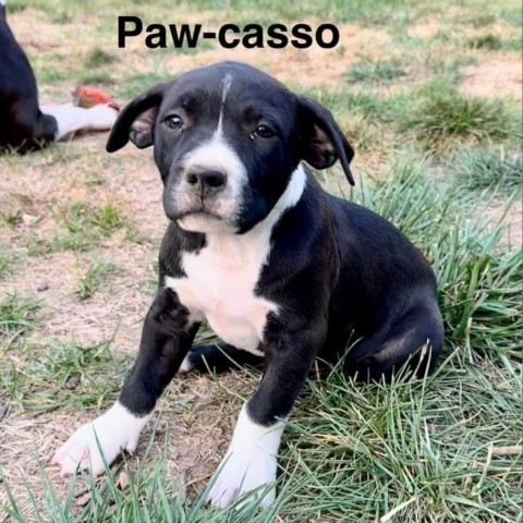 Paw-casso 2