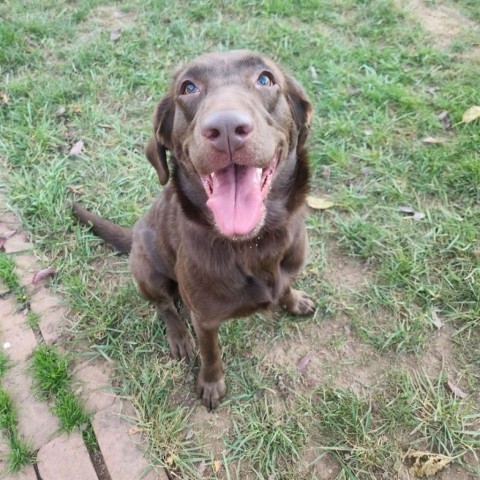 Oakley