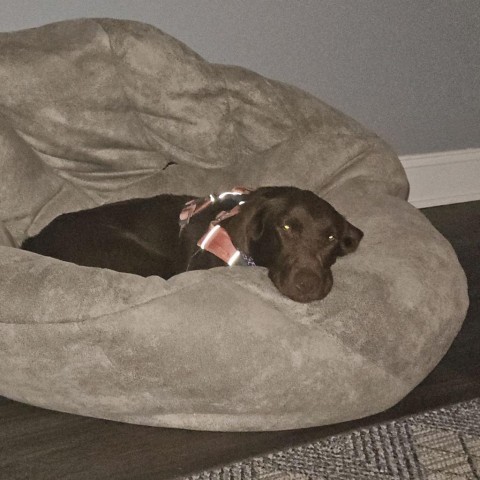 Oakley