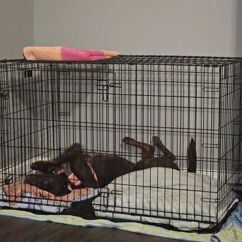Oakley