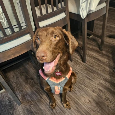 Oakley