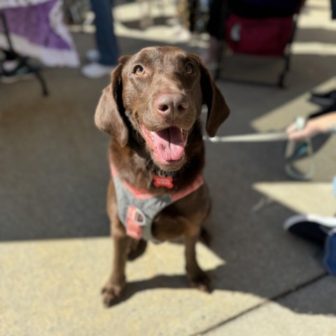Oakley