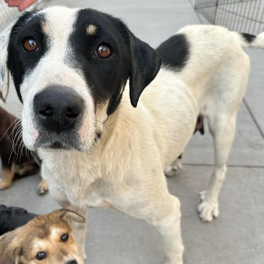 Polly, an adoptable Mixed Breed in Bismarck, ND, 58507 | Photo Image 1