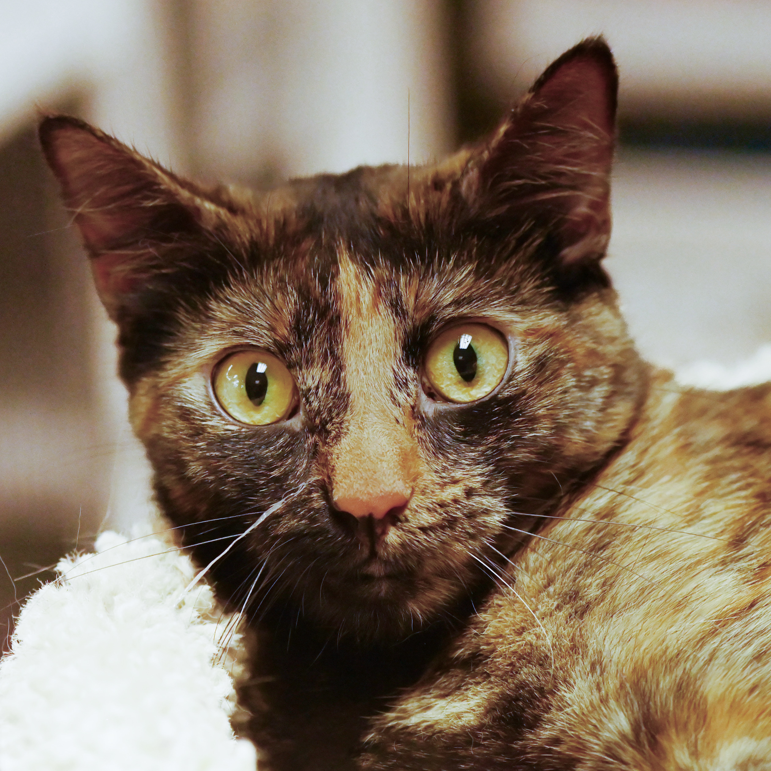 Baby Ruth, an adoptable Domestic Short Hair in Santa Fe, NM, 87501 | Photo Image 1