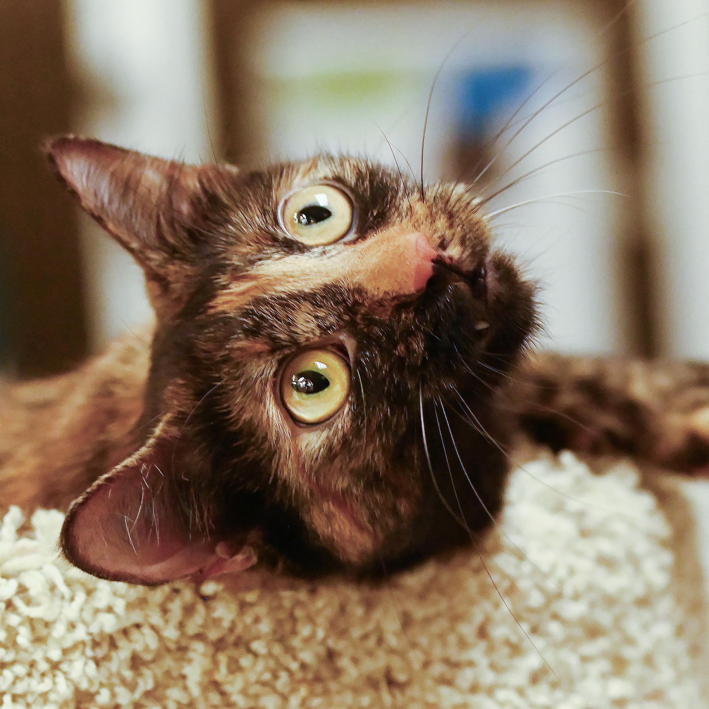 Baby Ruth, an adoptable Domestic Short Hair in Santa Fe, NM, 87501 | Photo Image 2