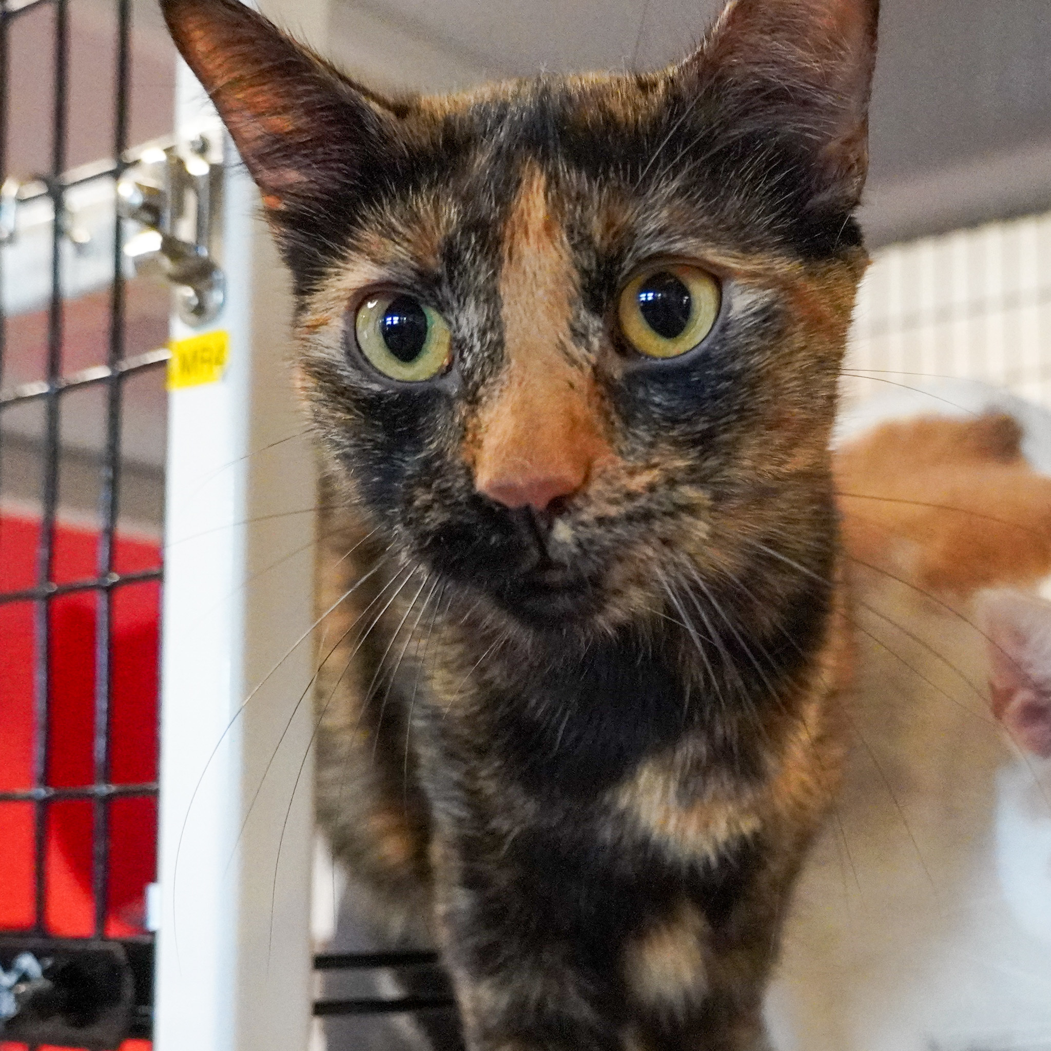 Baby Ruth, an adoptable Domestic Short Hair in Santa Fe, NM, 87501 | Photo Image 3