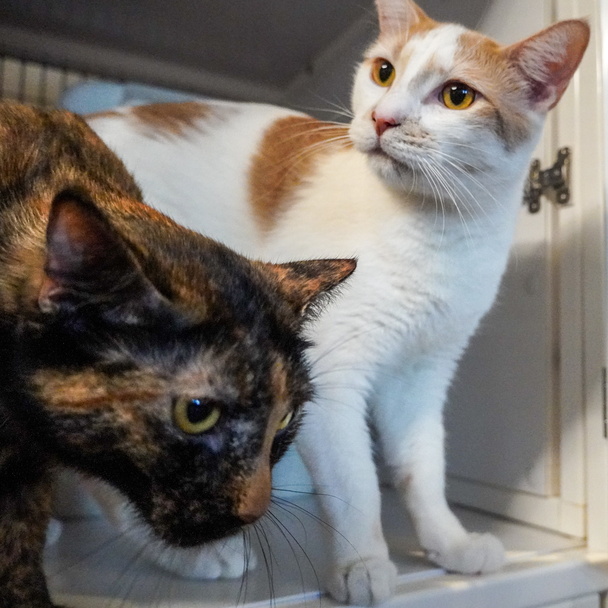 Baby Ruth, an adoptable Domestic Short Hair in Santa Fe, NM, 87501 | Photo Image 4