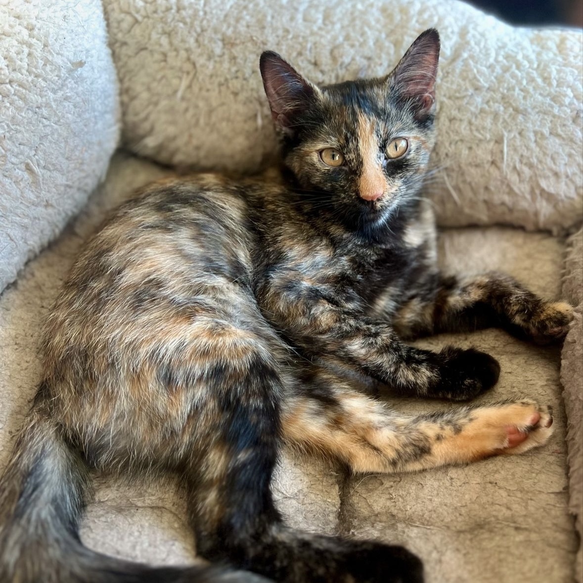 Baby Ruth, an adoptable Domestic Short Hair in Santa Fe, NM, 87501 | Photo Image 5