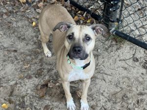 Elphaba, Adult Female Pit Bull Terrier
