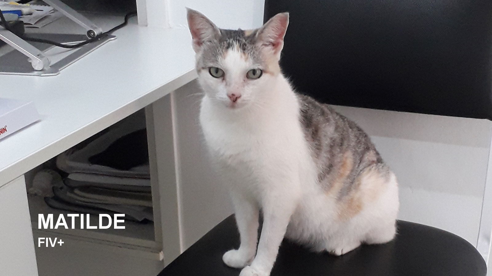 Matilde, an adoptable Dilute Calico in Santa Rosa, CA, 95404 | Photo Image 1