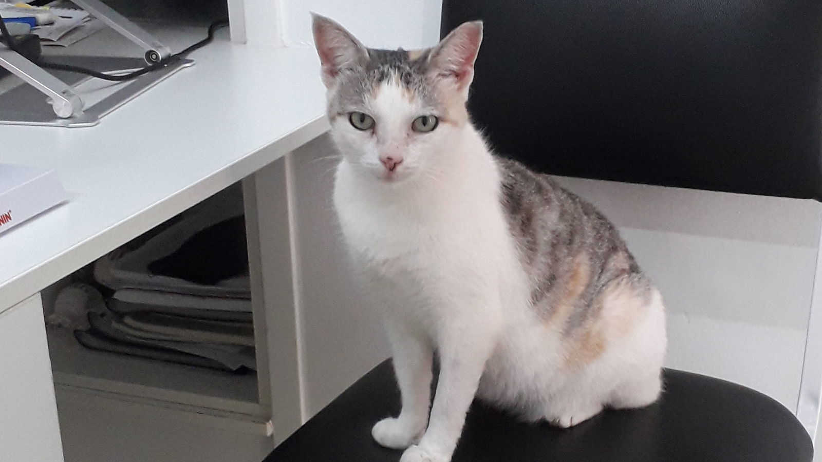 Matilde, an adoptable Dilute Calico in Santa Rosa, CA, 95404 | Photo Image 2