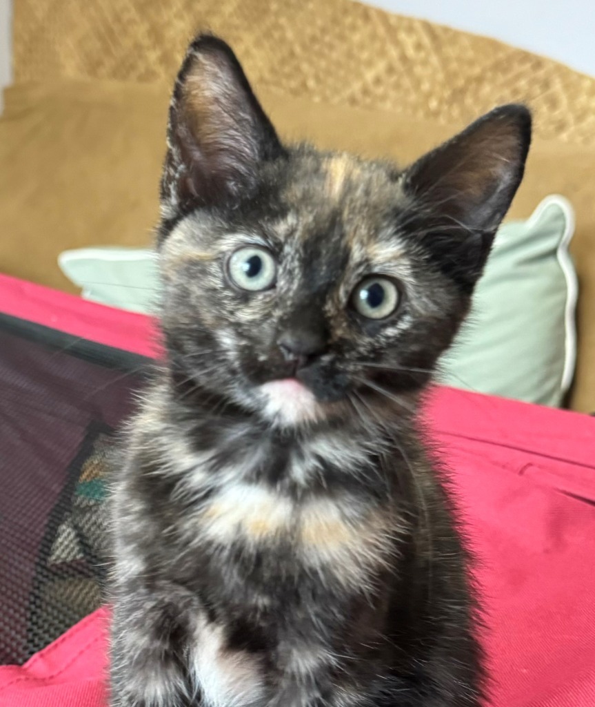 Cat for adoption Penelope, a Domestic Short Hair Mix in Cumberland