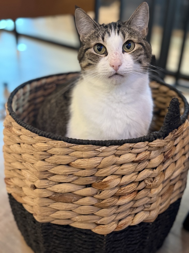 Verdi