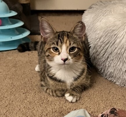 Daisy (aka Buddy)