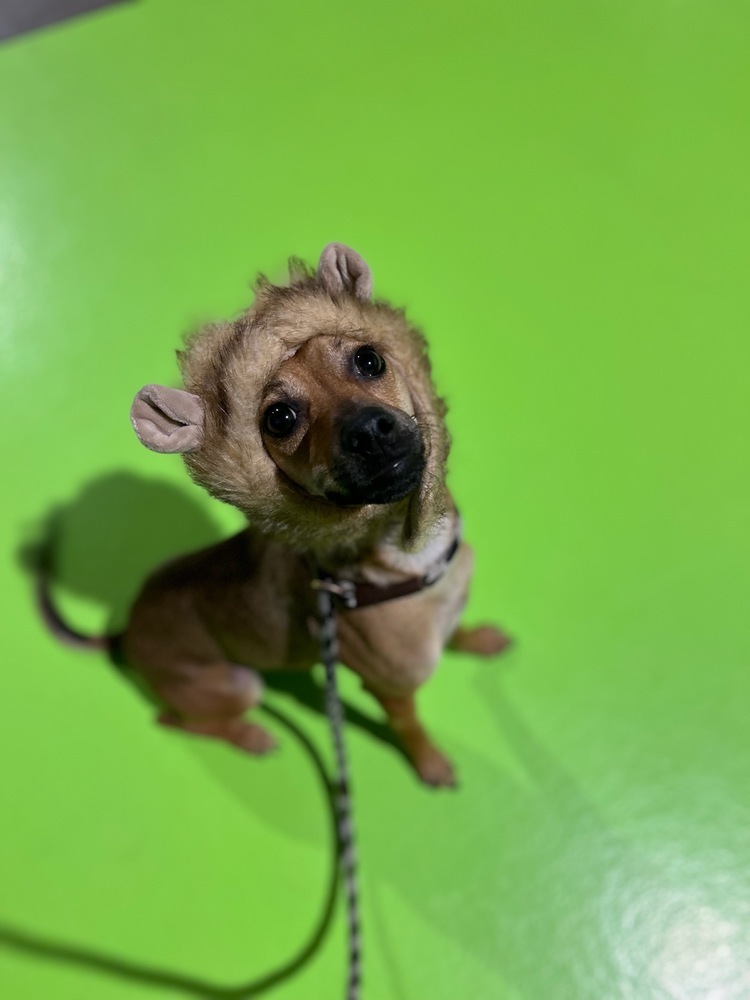 Styx, an adoptable Italian Greyhound, Chihuahua in Bend, OR, 97701 | Photo Image 1