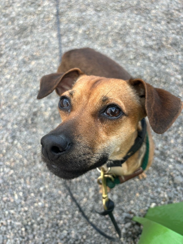 Styx, an adoptable Italian Greyhound, Chihuahua in Bend, OR, 97701 | Photo Image 4