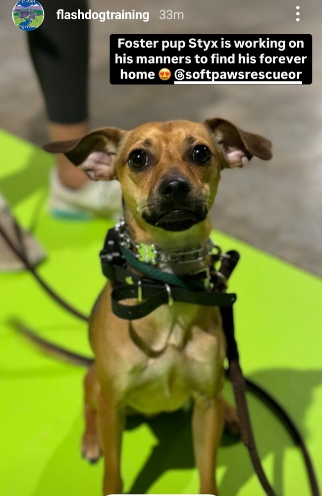 Styx, an adoptable Italian Greyhound, Chihuahua in Bend, OR, 97701 | Photo Image 5