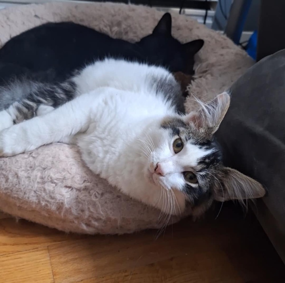 Cat for adoption Shelton, a Domestic Medium Hair in Wolcott, CT