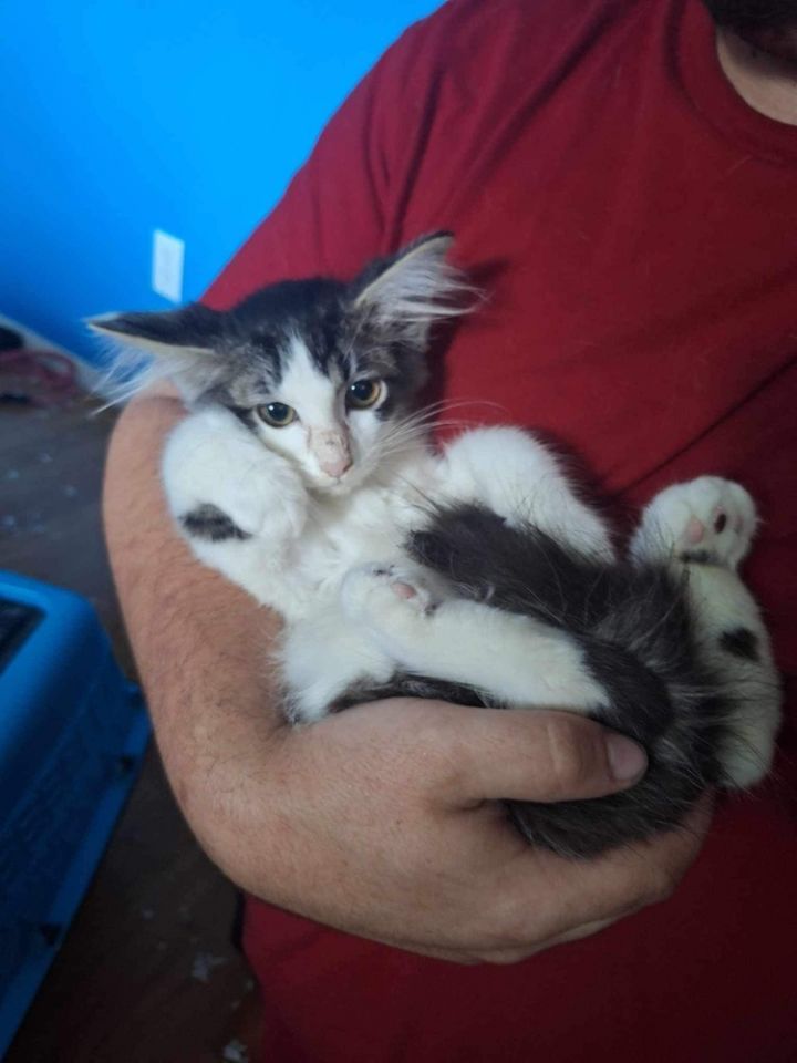 Cat for adoption Shelton, a Domestic Medium Hair in Wolcott, CT