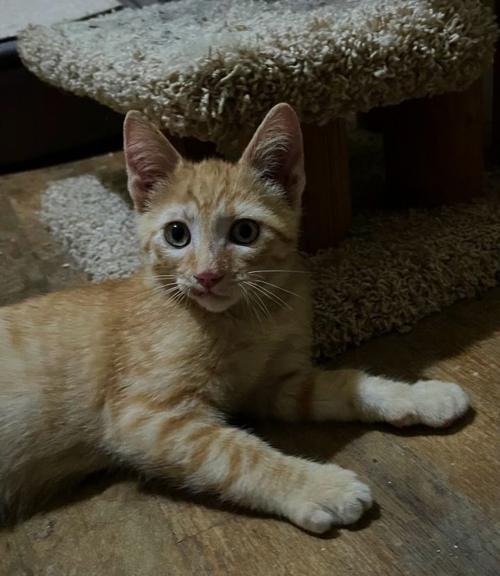 Cat for adoption Reggie, a Domestic Short Hair in Urbana, IL Petfinder