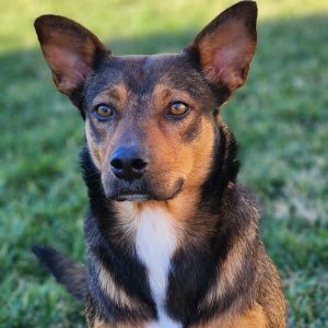 PERSONALITY sweet cautious BREED shepherdcattle dog mix AGE  2 years WEIGHT 55 lbs SEX female