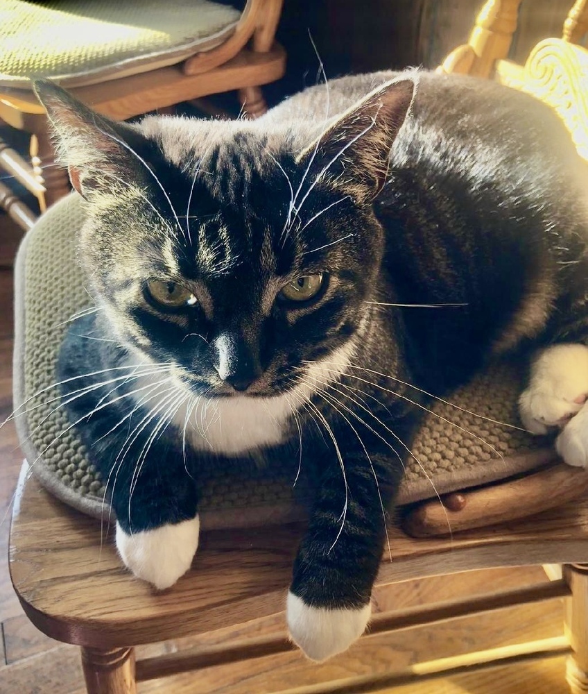 Kitty - Courtesy Post - no fee