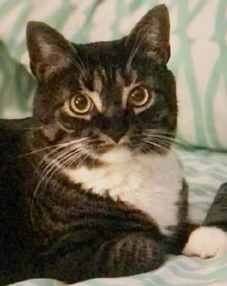 Kitty - Courtesy Post - no fee