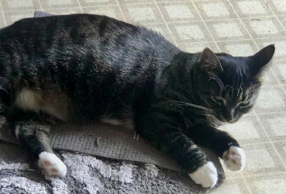 Kitty - Courtesy Post - no fee