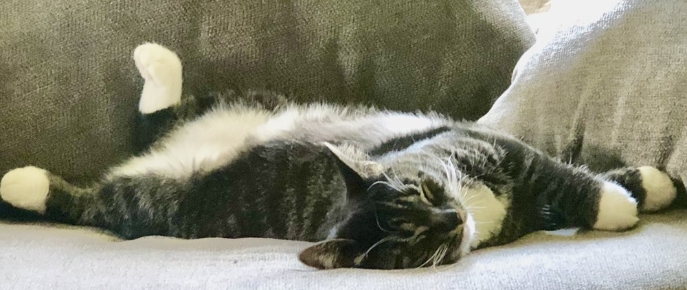 Kitty - Courtesy Post - no fee
