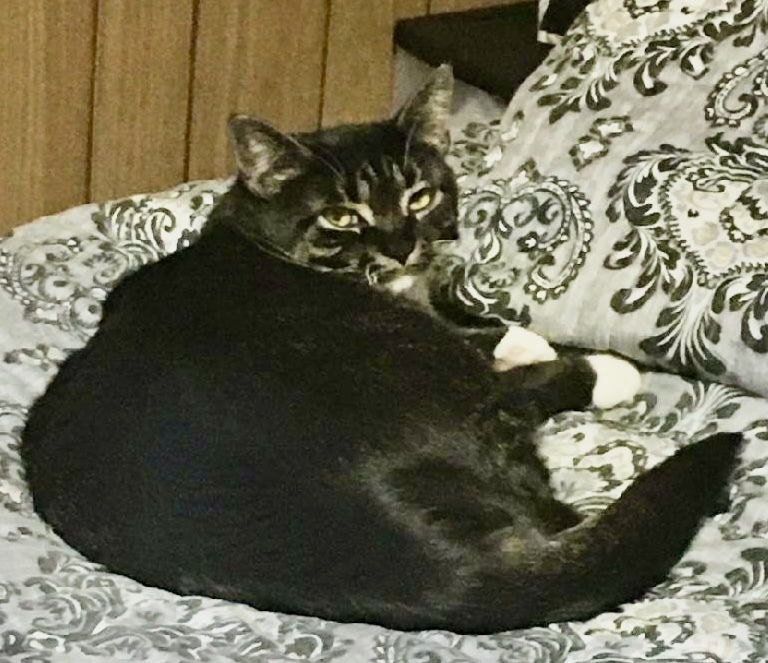 Kitty - Courtesy Post - no fee