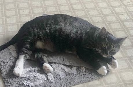 Kitty - Courtesy Post - no fee