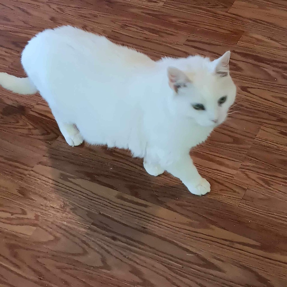 Leland - COURTESY POST - NO FEE!