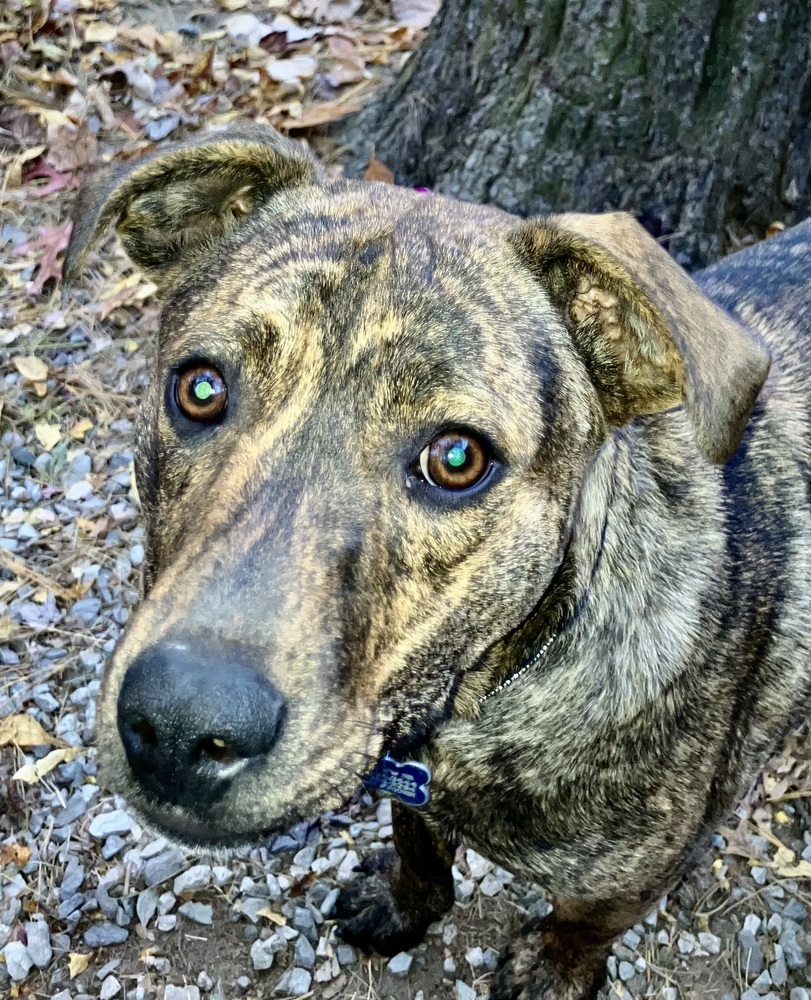 Caramel - GOOD GIRL & OBEDIENT!