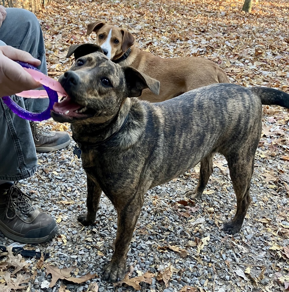 Caramel - GOOD GIRL & OBEDIENT!