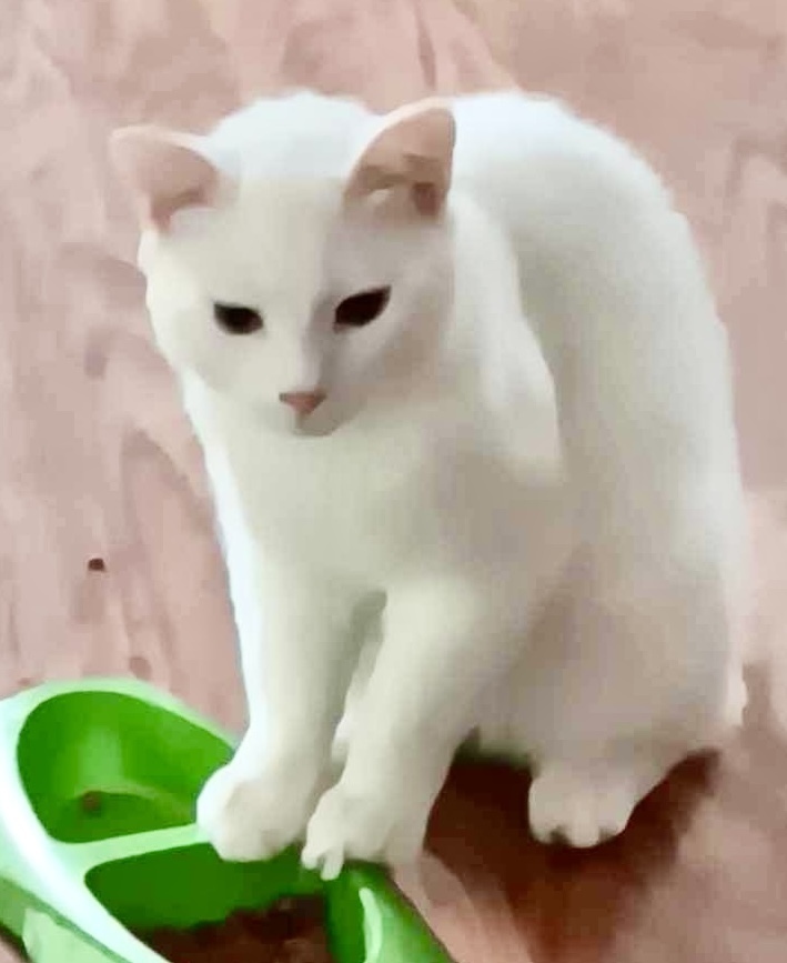 Scamper COURTESY POST (no adoption fee-FREE)